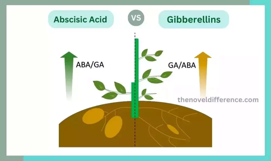 Difference Between Abscisic Acid and Gibberellins