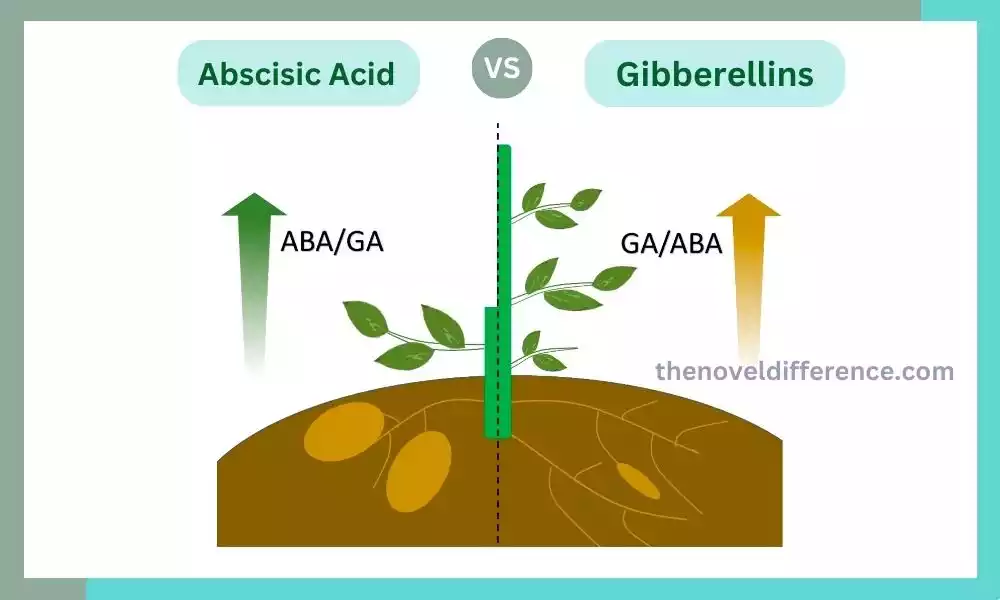 Abscisic Acid and Gibberellins