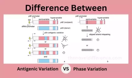 Antigenic and Phase Variation
