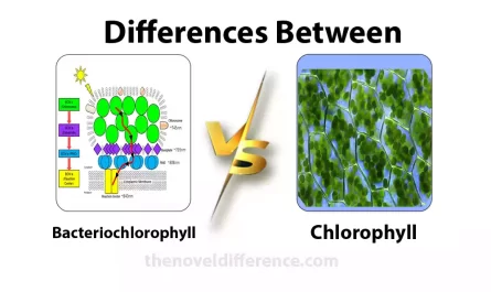 Bacteriochlorophyll and Chlorophyll