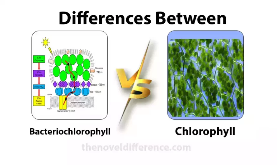 Difference Between Bacteriochlorophyll and Chlorophyll