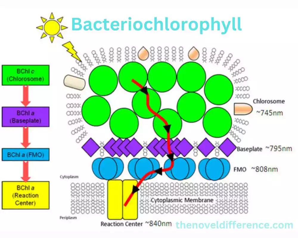 Bacteriochlorophyll