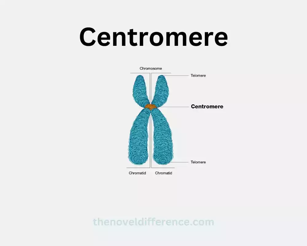 Centromere