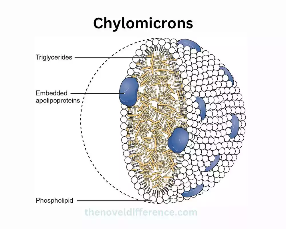 Chylomicrons