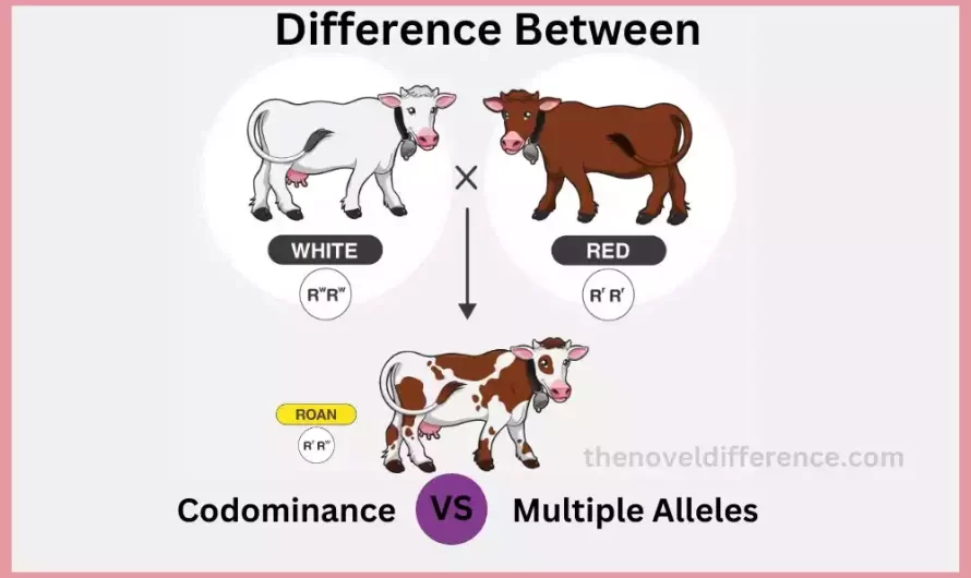 What is the Difference Between Codominance and Multiple Alleles