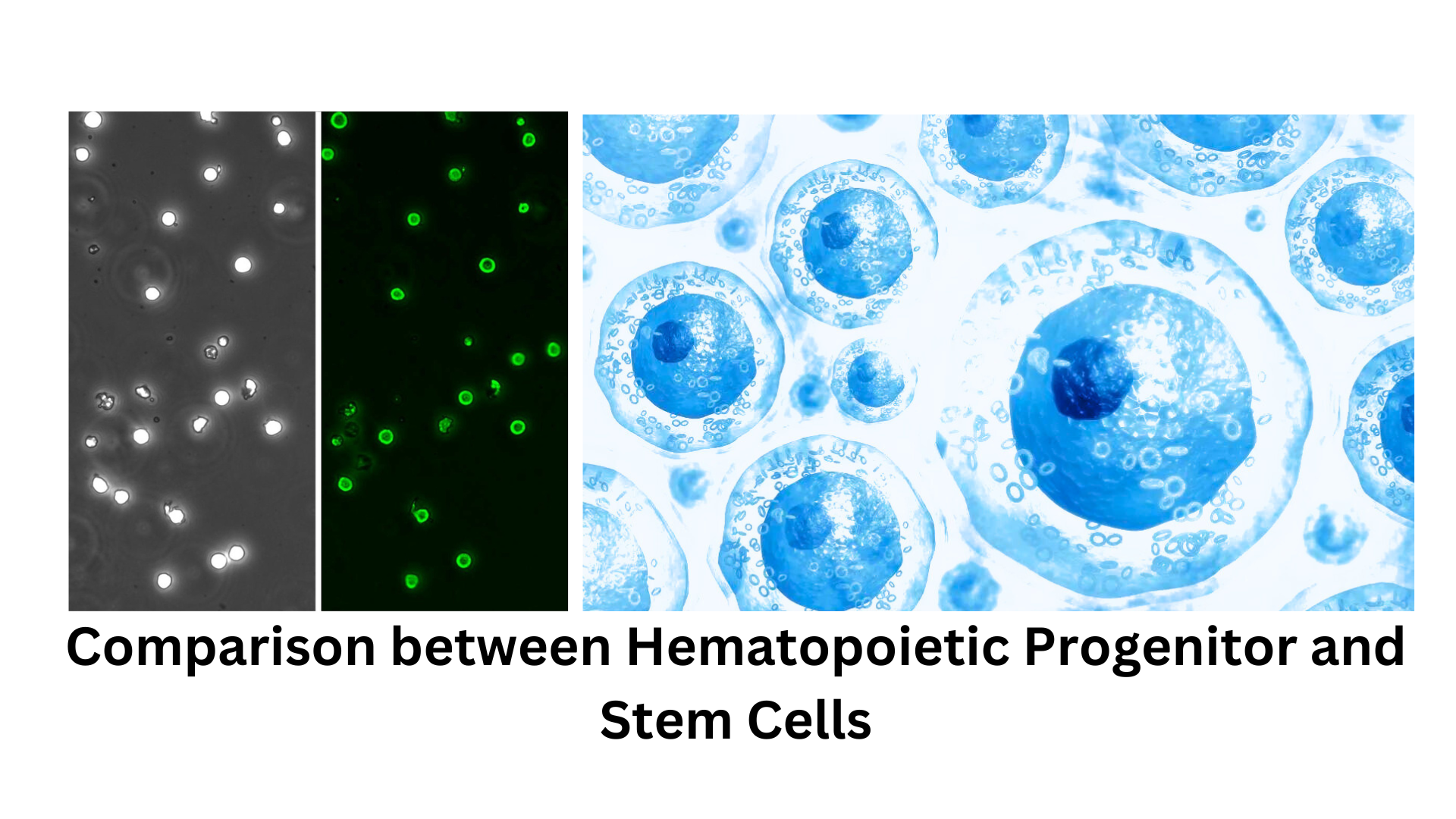 Comparison-between-Hematopoietic-Progenitor-and-Stem-Cells.