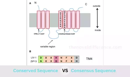 Conserved and Consensus Sequence