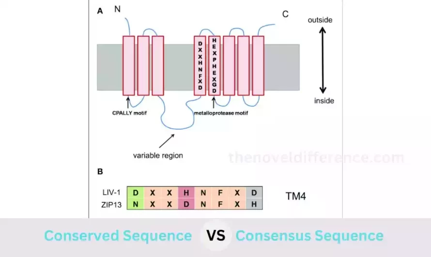 Difference Between Conserved and Consensus Sequence
