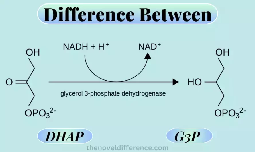 Difference Between DHAP and G3P