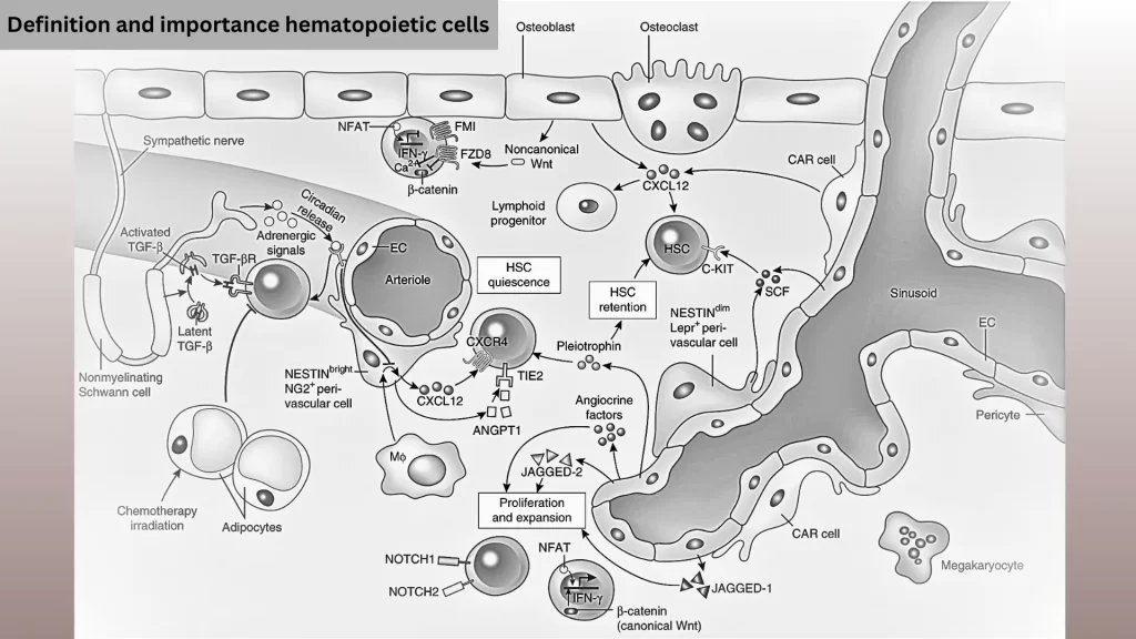 Definition-and-importance-hematopoietic-cells.