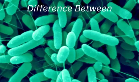 Difference Between Azotobacter and Azospirillum