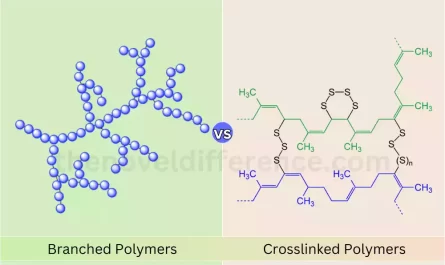 Difference Between Branched and Crosslinked Polymers
