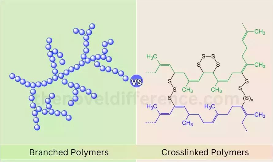 What Is The Difference Between Branched and Crosslinked Polymers