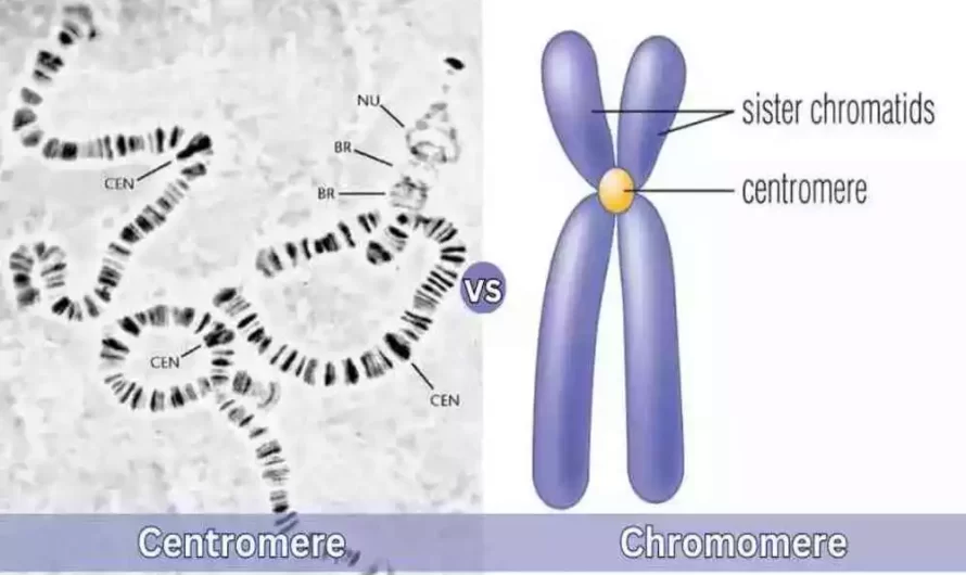 Difference Between Centromere and Chromomere