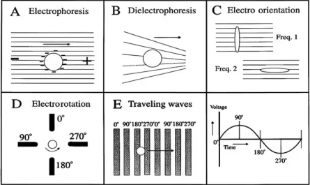 Difference Between Electrophoresis and Dielectrophoresis