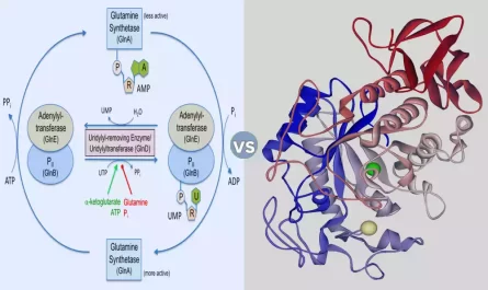 Difference Between Hydrolase and Transferase