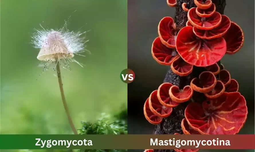 What Is The Difference Between Mastigomycotina and Zygomycota