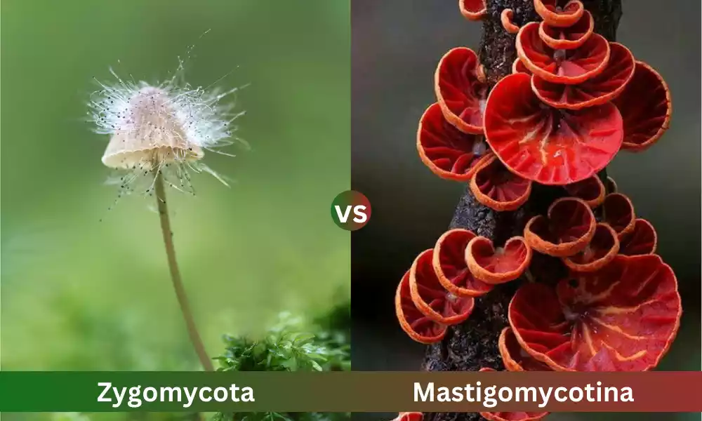 Difference Between Mastigomycotina and Zygomycota