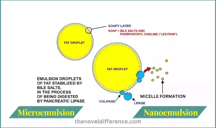 What Is The Difference Between Microemulsion and Nanoemulsion