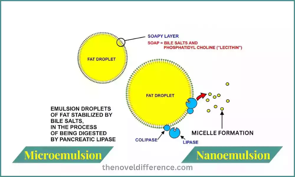 Difference Between Microemulsion and Nanoemulsion