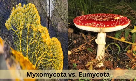 Difference Between Myxomycota and Eumycota