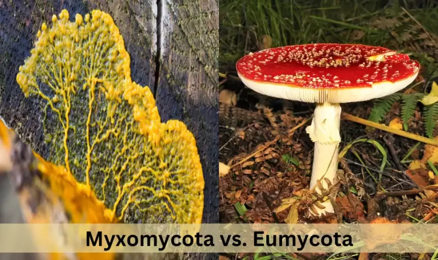 What is the Difference Between Myxomycota and Eumycota