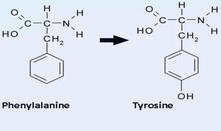 Difference Between Phenylalanine and Tyrosine