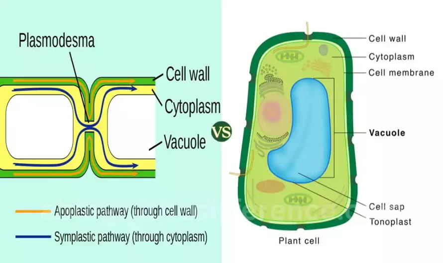 What Is The Difference Between Symplast and Vacuolar Pathways