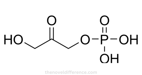 Dihydroxyacetone Phosphate