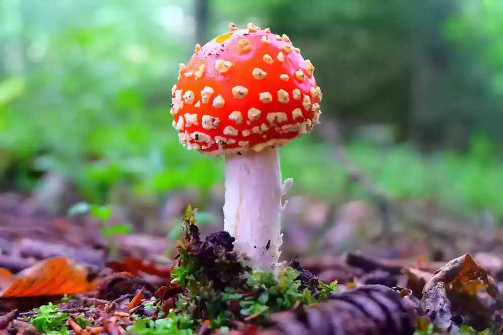 Eumycota (True Fungi)