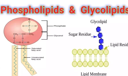Glycolipids and Phospholipids