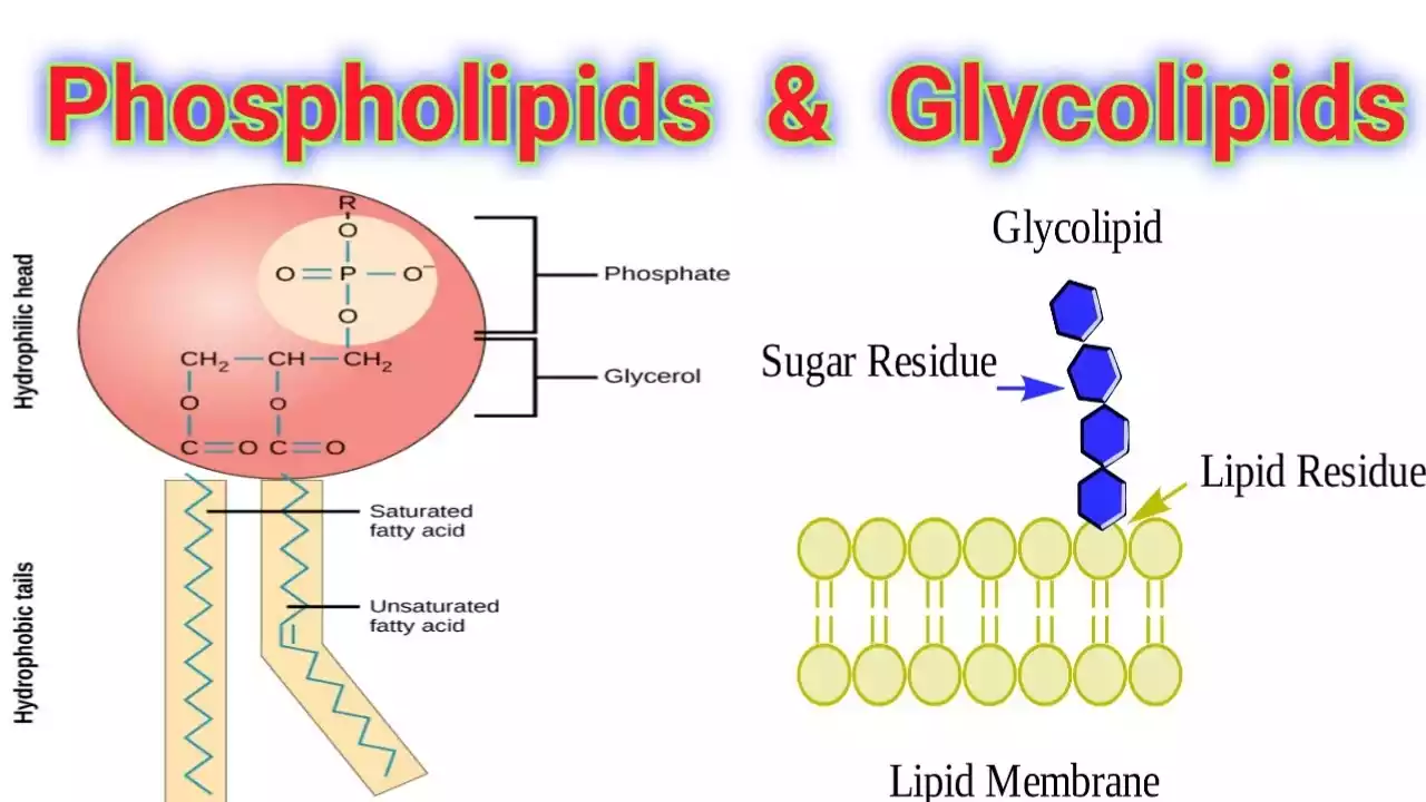 Glycolipids and Phospholipids