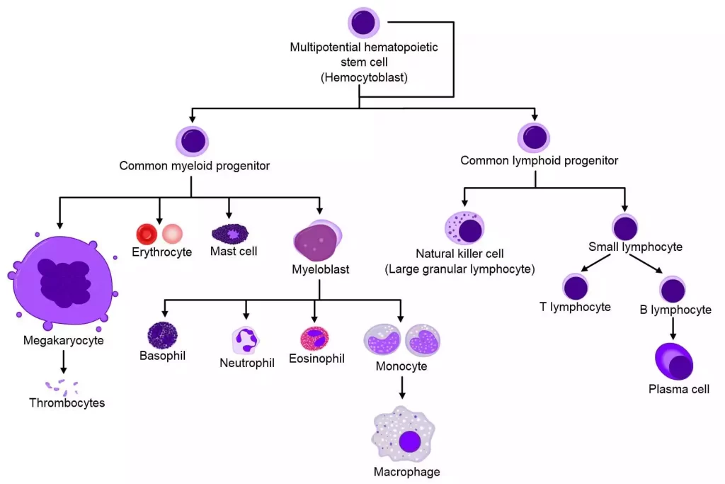 Hematopoietic Stem Cells 
