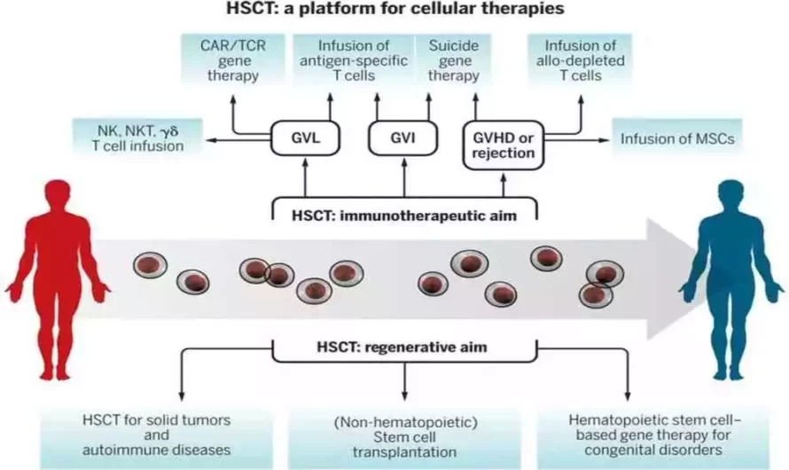 Hematopoietic Stem Cells and Progenitor Cells 8 best difference