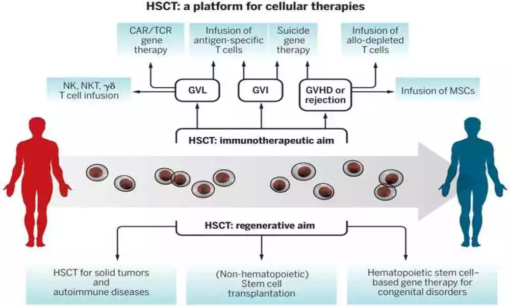 Hematopoietic Stem Cells vs Progenitor Cells