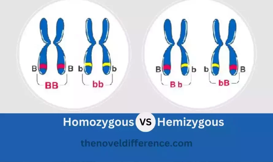 Difference Between Homozygous and Hemizygous