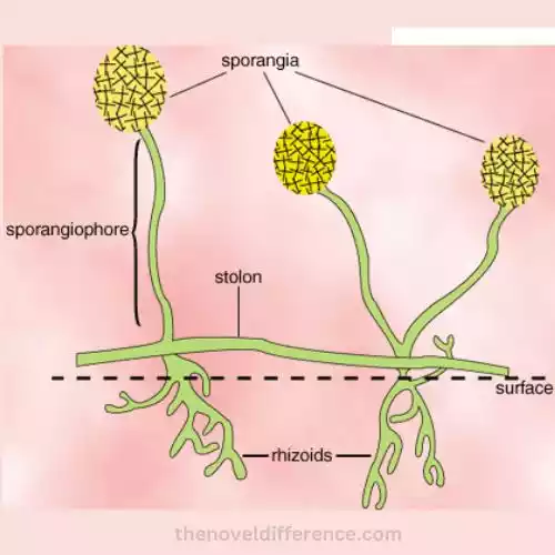 Mastigomycotina and Zygomycota