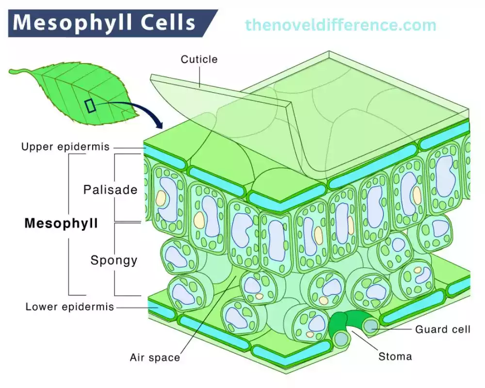 Mesophyll Cells