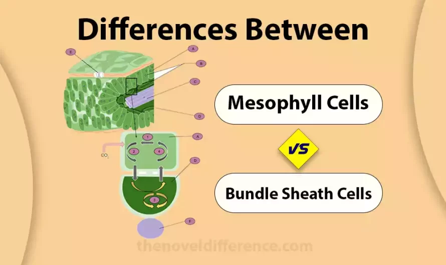 Difference Between Mesophyll and Bundle Sheath Cells