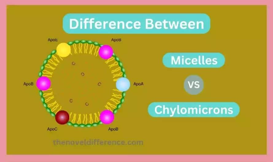 Difference Between Micelles and Chylomicrons