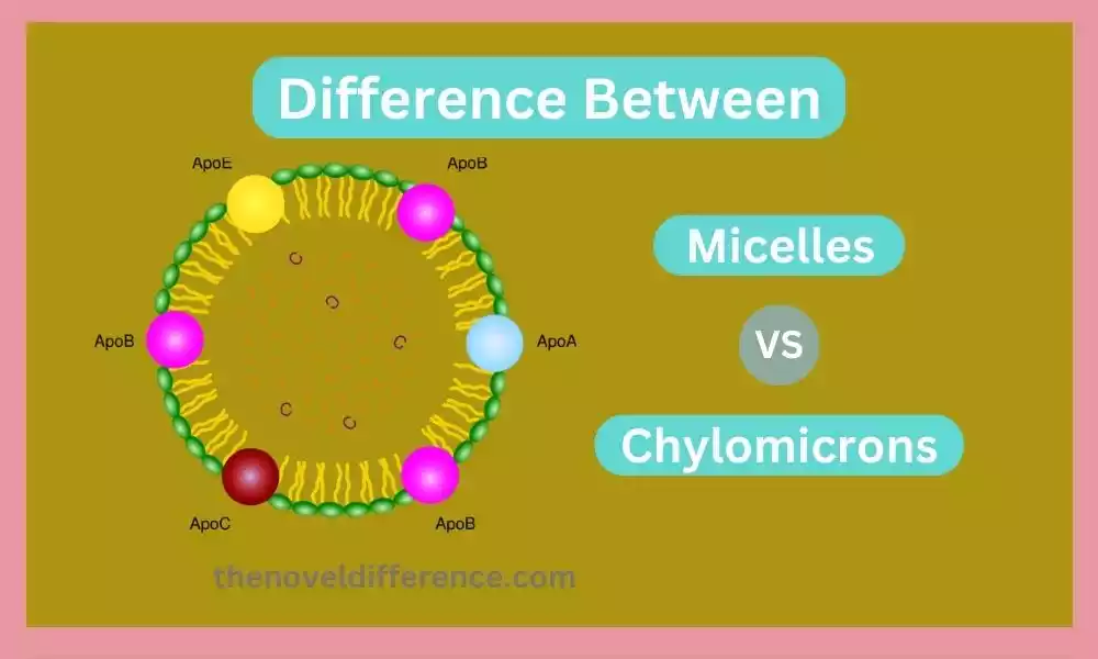 Micelles and Chylomicrons