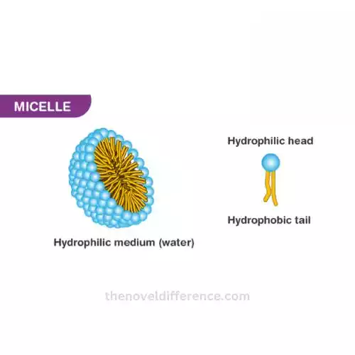 Micelles and Colloidal Particles
