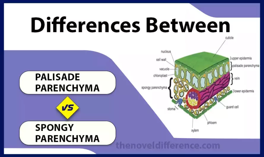 Difference Between Palisade Parenchyma and Spongy Parenchyma