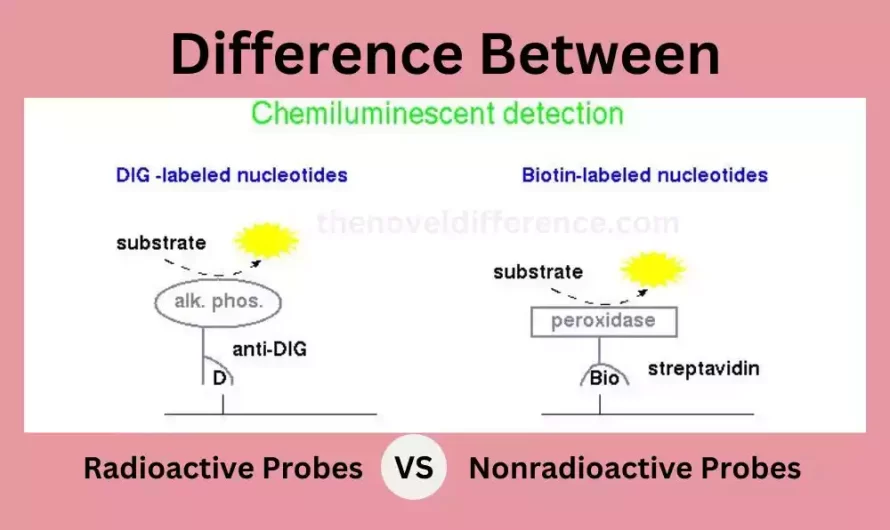 Difference Between Radioactive and Nonradioactive Probes