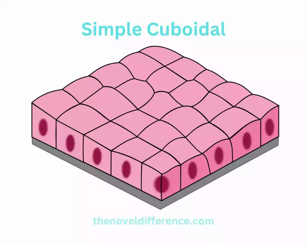 Simple Cuboidal
