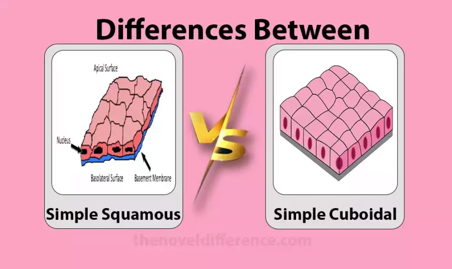Difference Between Simple Squamous and Simple Cuboidal