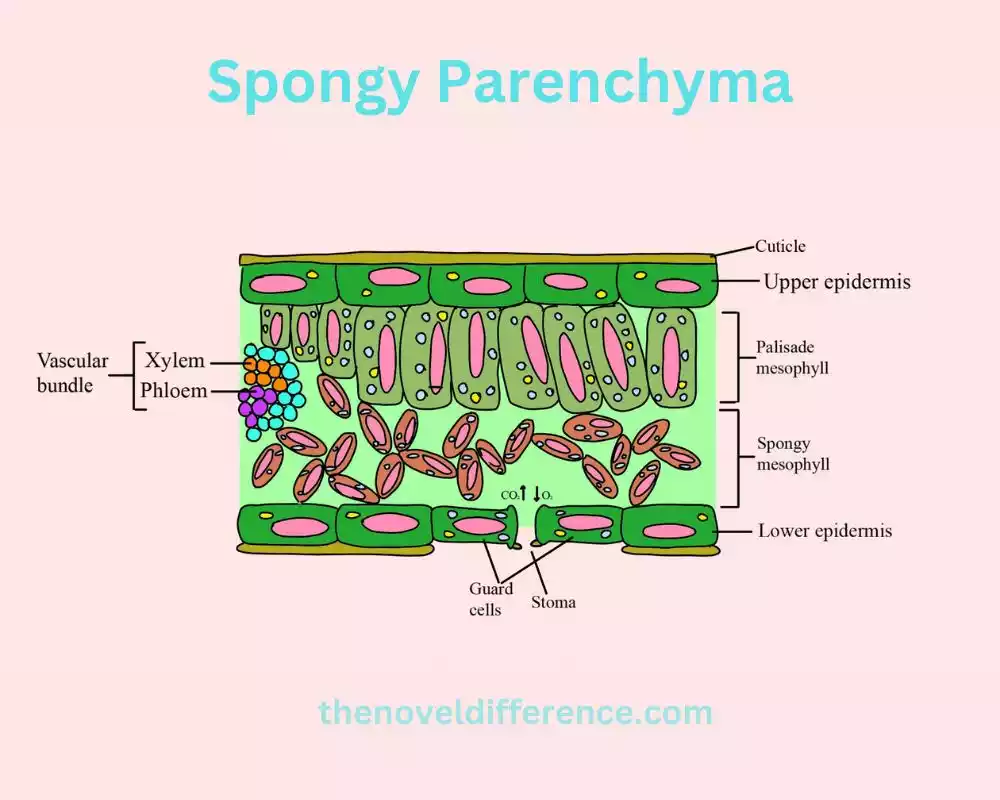 Spongy Parenchyma