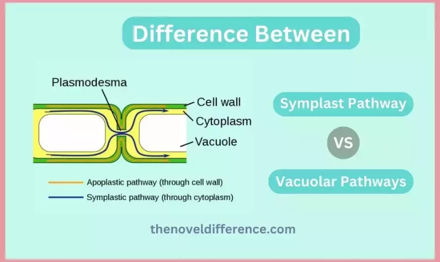Difference Between Symplast and Vacuolar Pathways