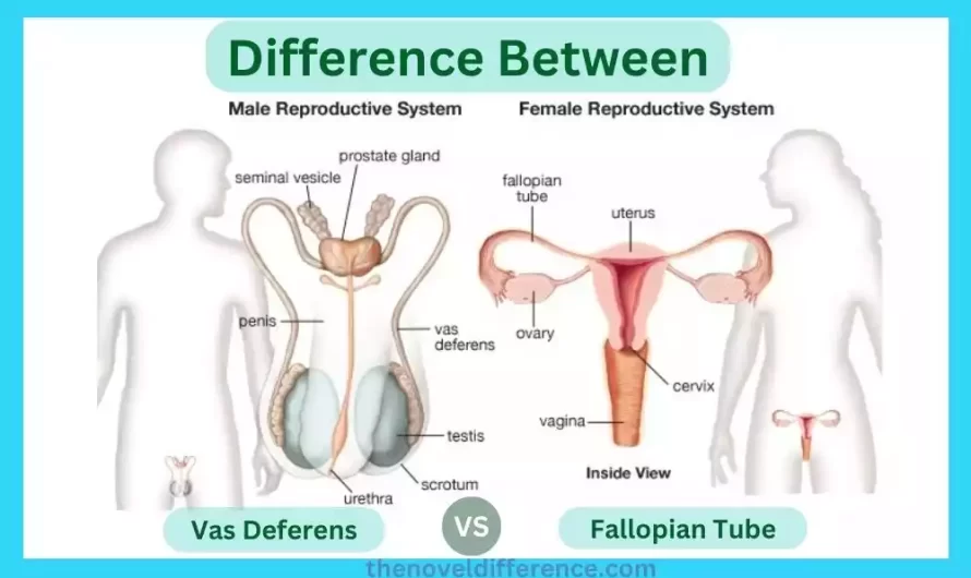 Difference Between Vas Deferens and Fallopian Tube