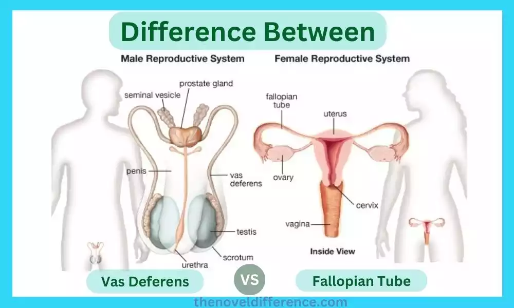 Vas Deferens and Fallopian Tube